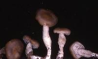 Entoloma acutipes image