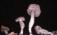 Entoloma acutipes image