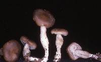 Entoloma acutipes image