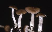 Entoloma sericatum image