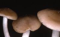 Entoloma sericatum image