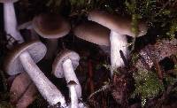 Entoloma acutipes image