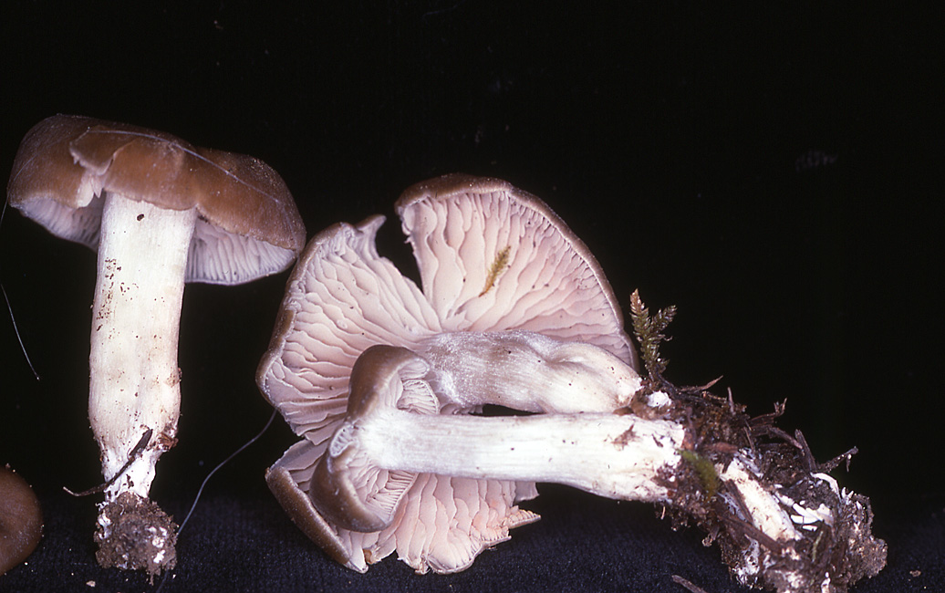 Entoloma acutipes image