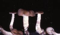 Entoloma acutipes image