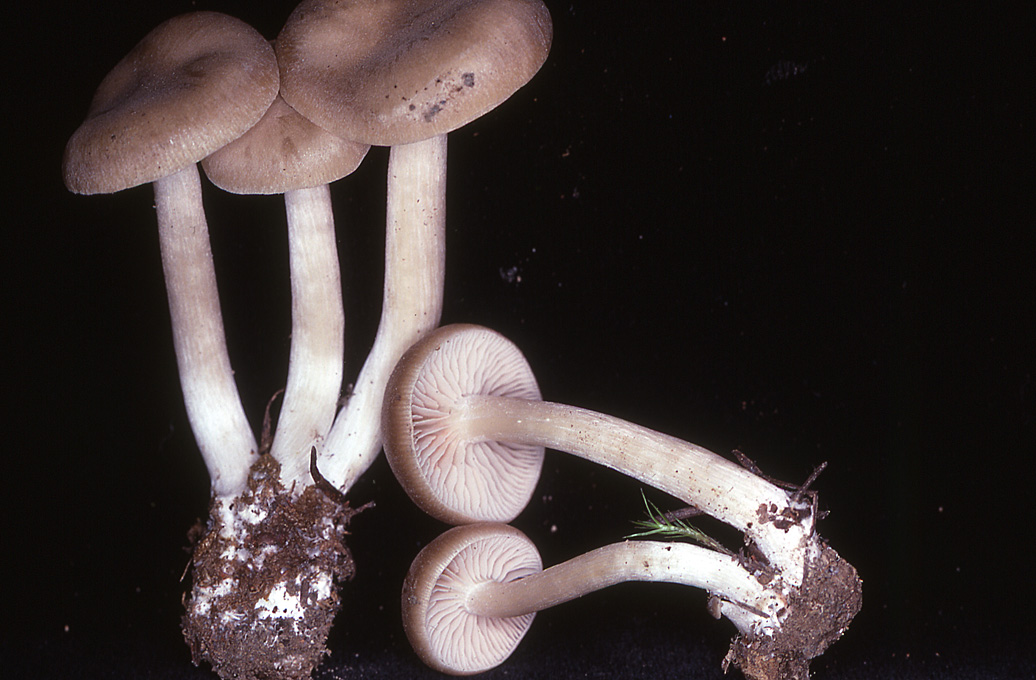 Entoloma acutipes image