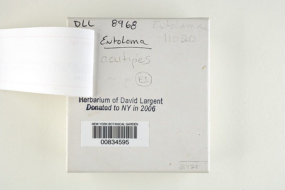 Entoloma acutipes image