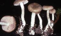 Entoloma acutipes image