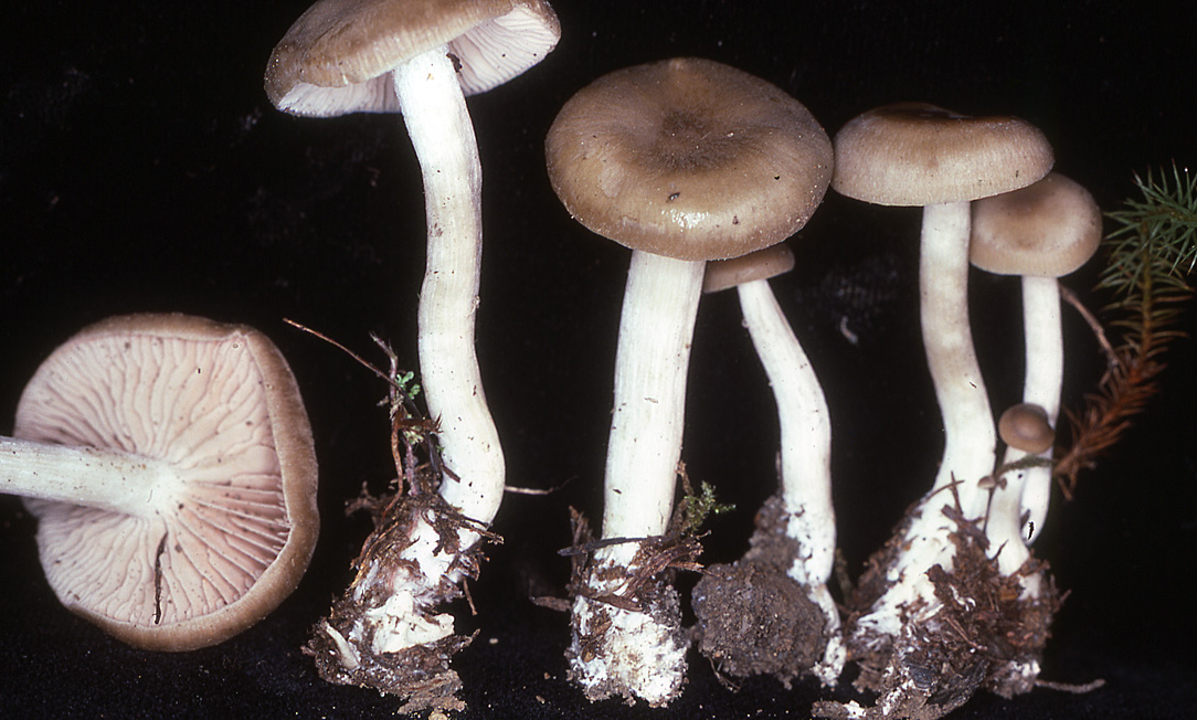Entoloma acutipes image