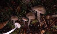 Entoloma acutipes image