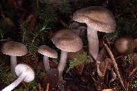 Entoloma acutipes image