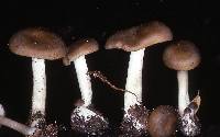 Entoloma acutipes image