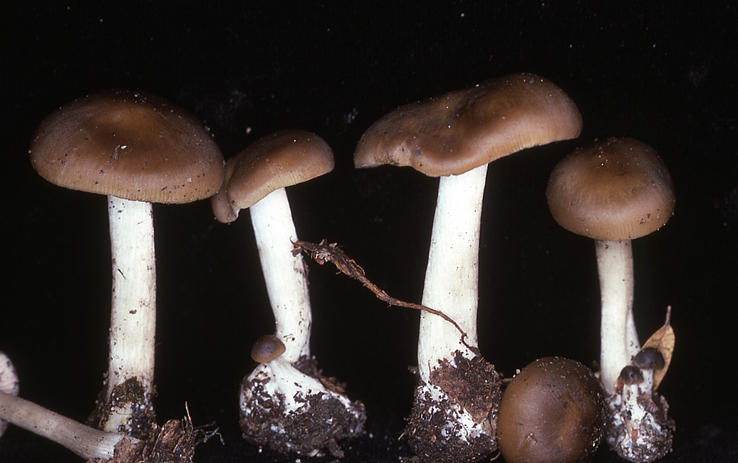 Entoloma acutipes image