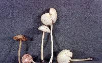 Entoloma sericellum image