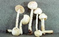 Entoloma sericellum image