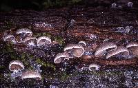 Entoloma byssisedum image