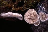 Entoloma byssisedum image