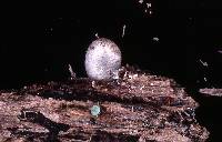 Entoloma byssisedum image