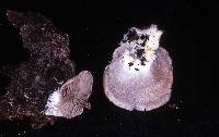 Entoloma byssisedum image