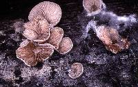 Entoloma byssisedum image