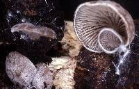 Entoloma byssisedum image