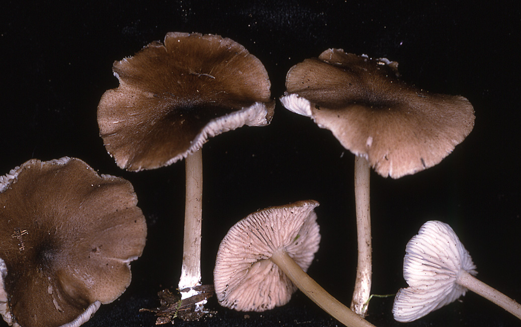 Leptonia strictipes image