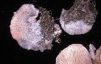 Entoloma byssisedum image