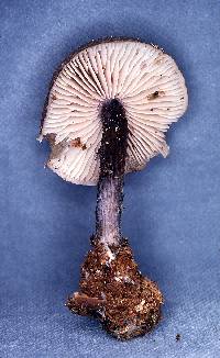 Leptonia cyanea image