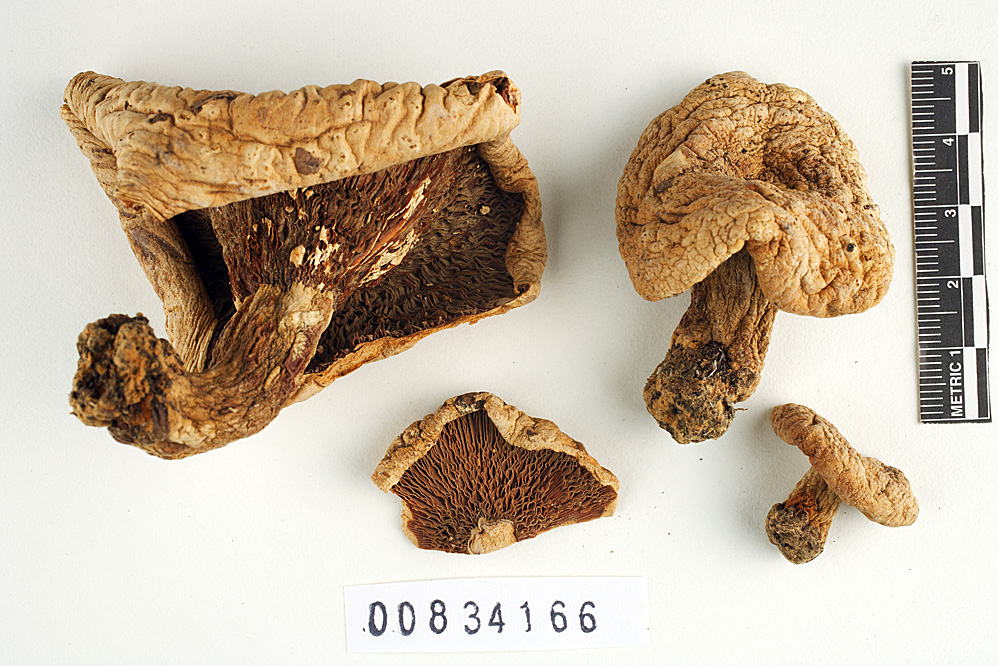 Lactarius piperatus f. fragrans image