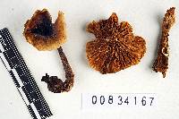 Lactarius mucidus image