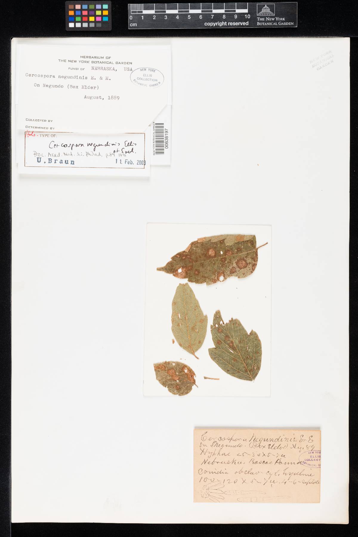 Cercospora negundinis image