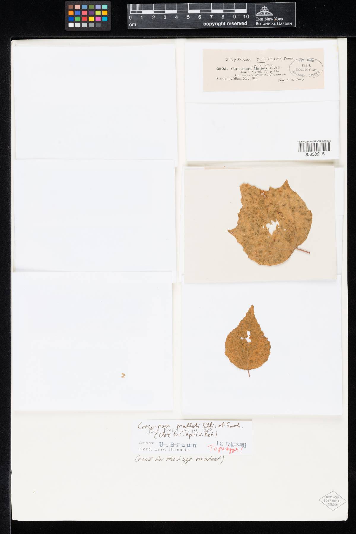 Cercospora malloti image