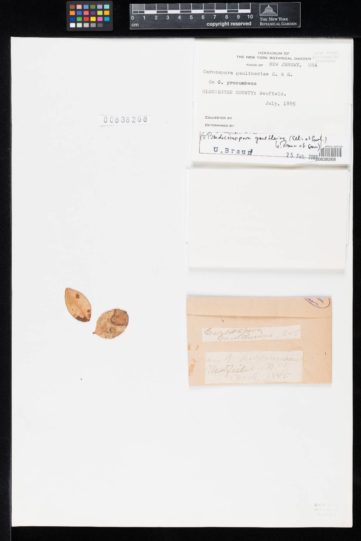 Cercospora gaultheriae image