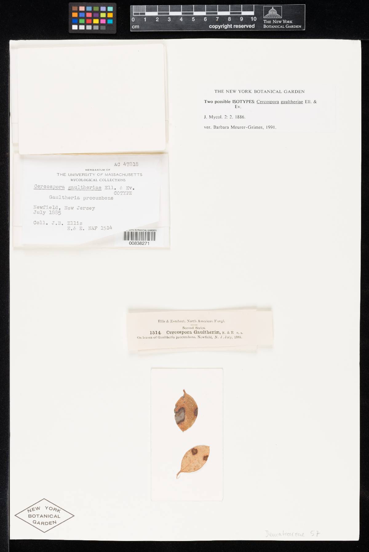 Cercospora gaultheriae image