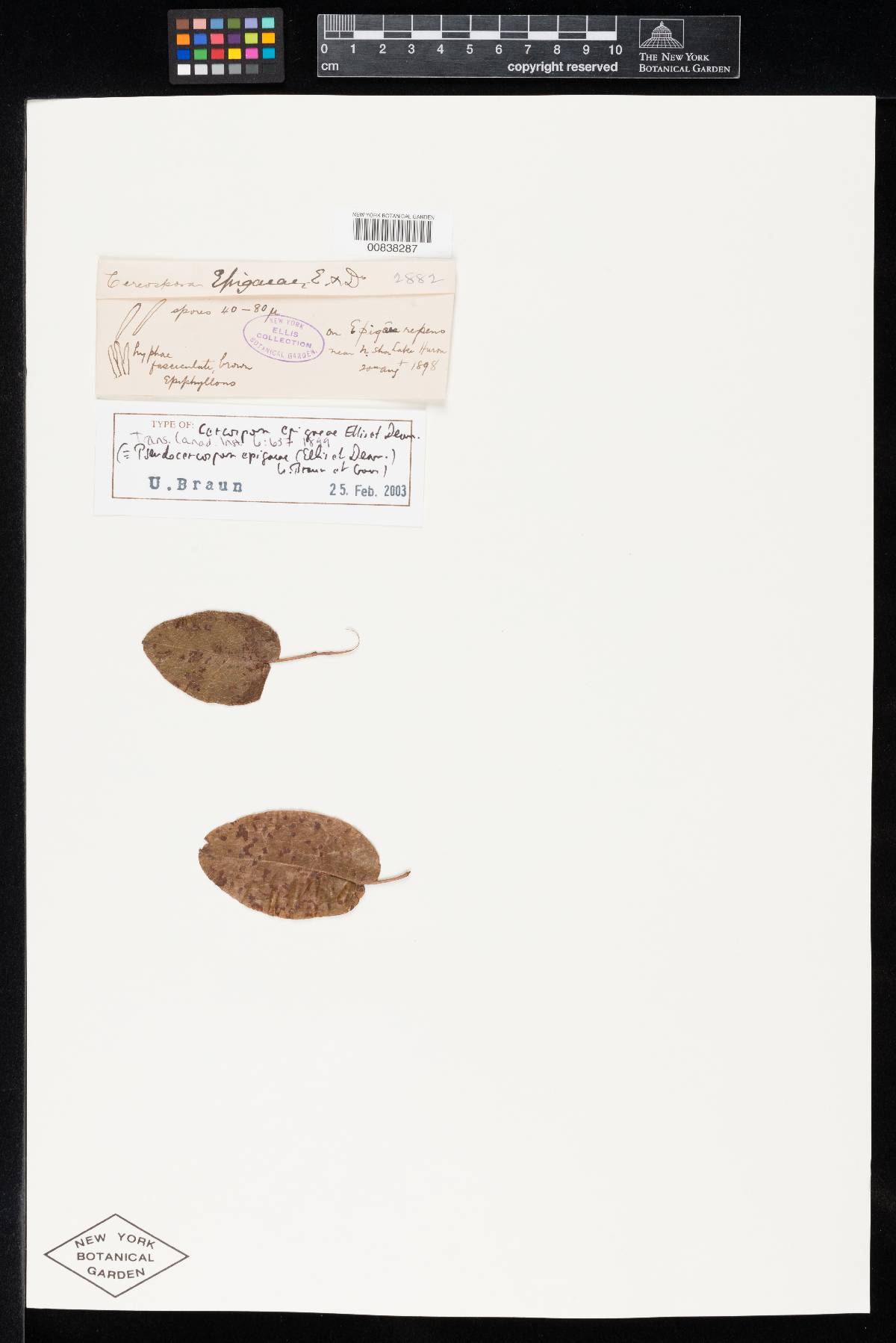 Cercospora epigaea image