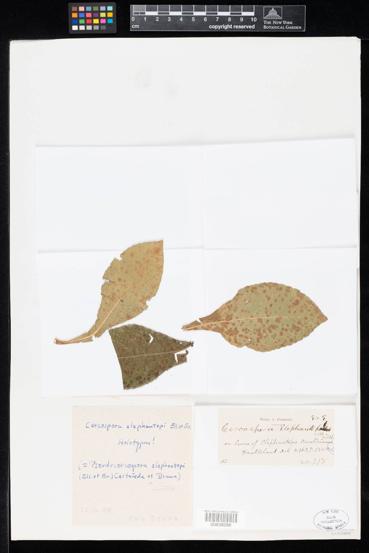 Cercospora elephantopi image