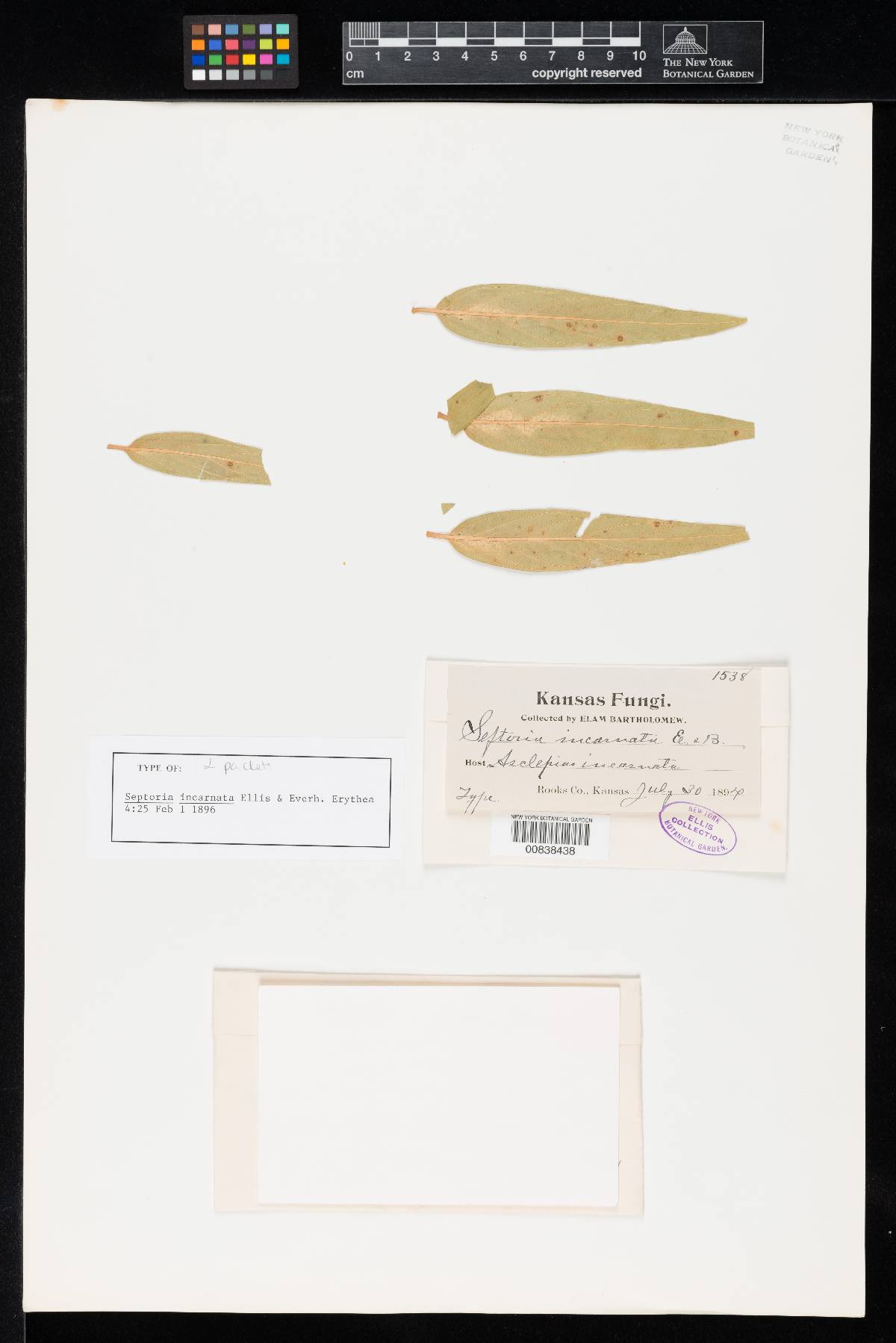 Septoria incarnata image