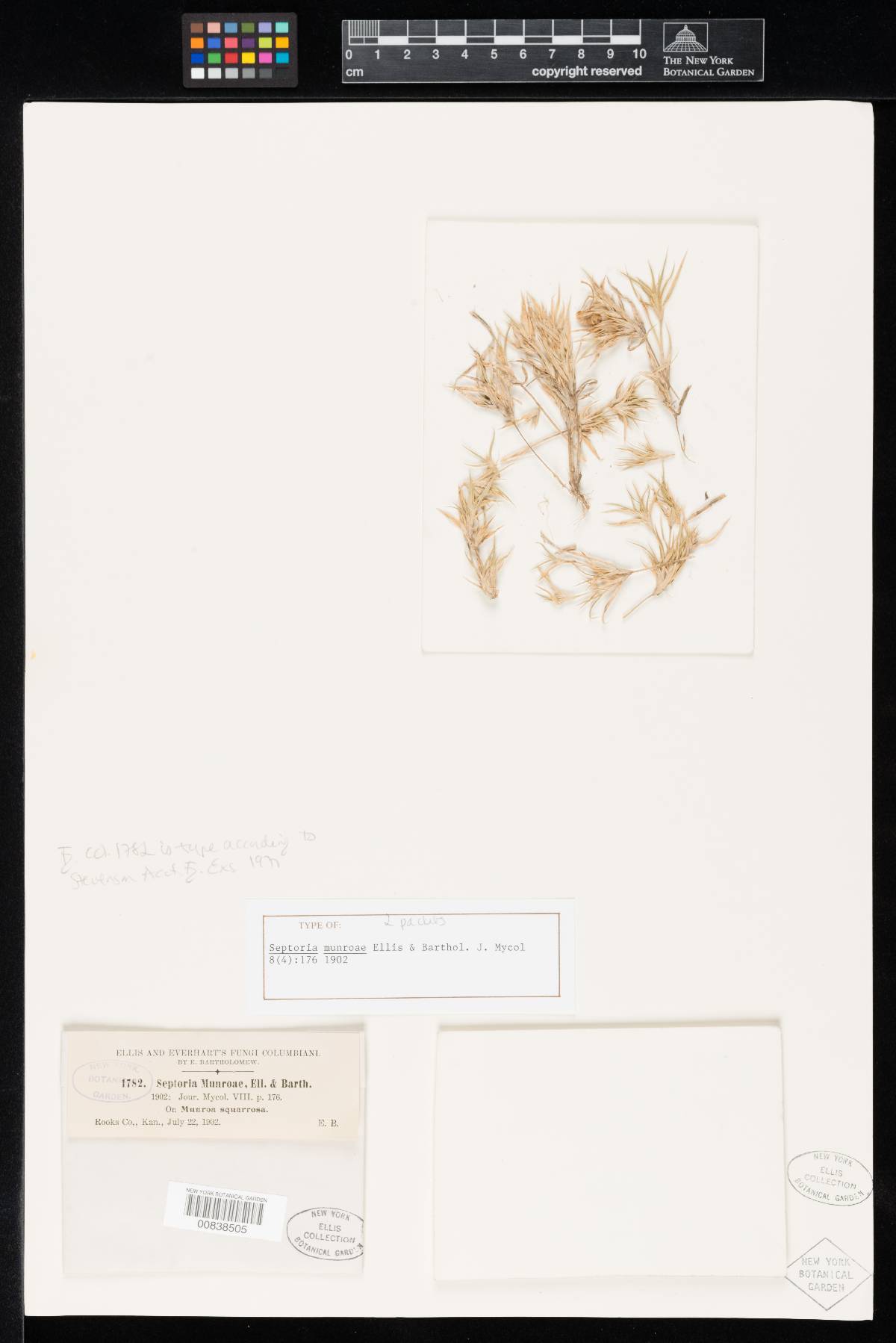 Septoria munroae image