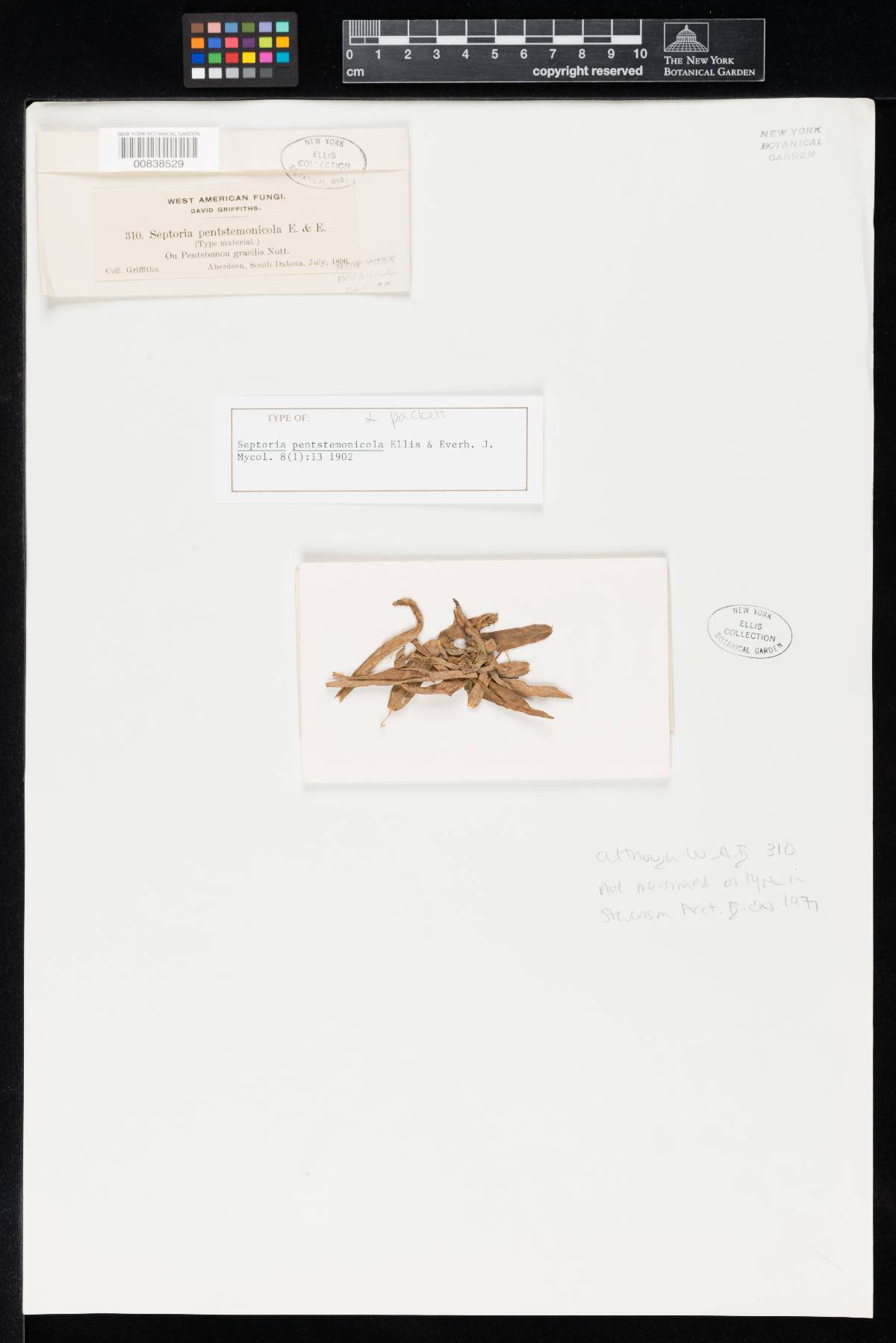 Septoria pentstemonicola image
