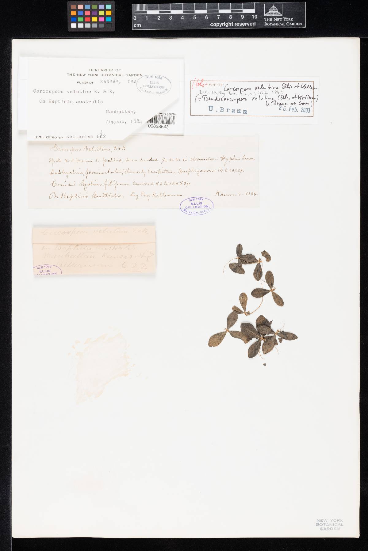 Cercospora velutina image