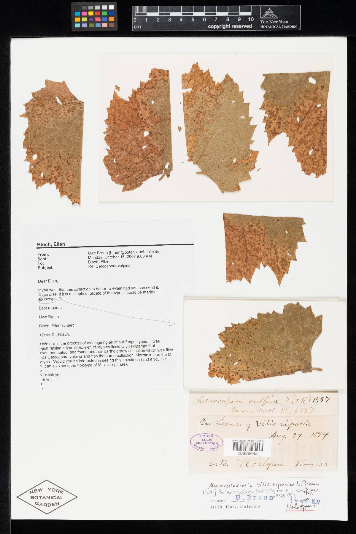 Mycovellosiella vitis-ripariae image