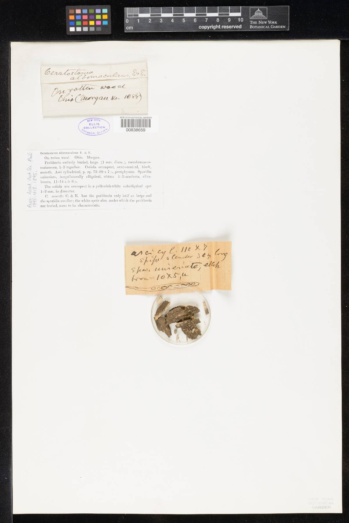 Ceratostoma albomaculans image
