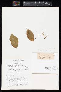 Septoria variegata image