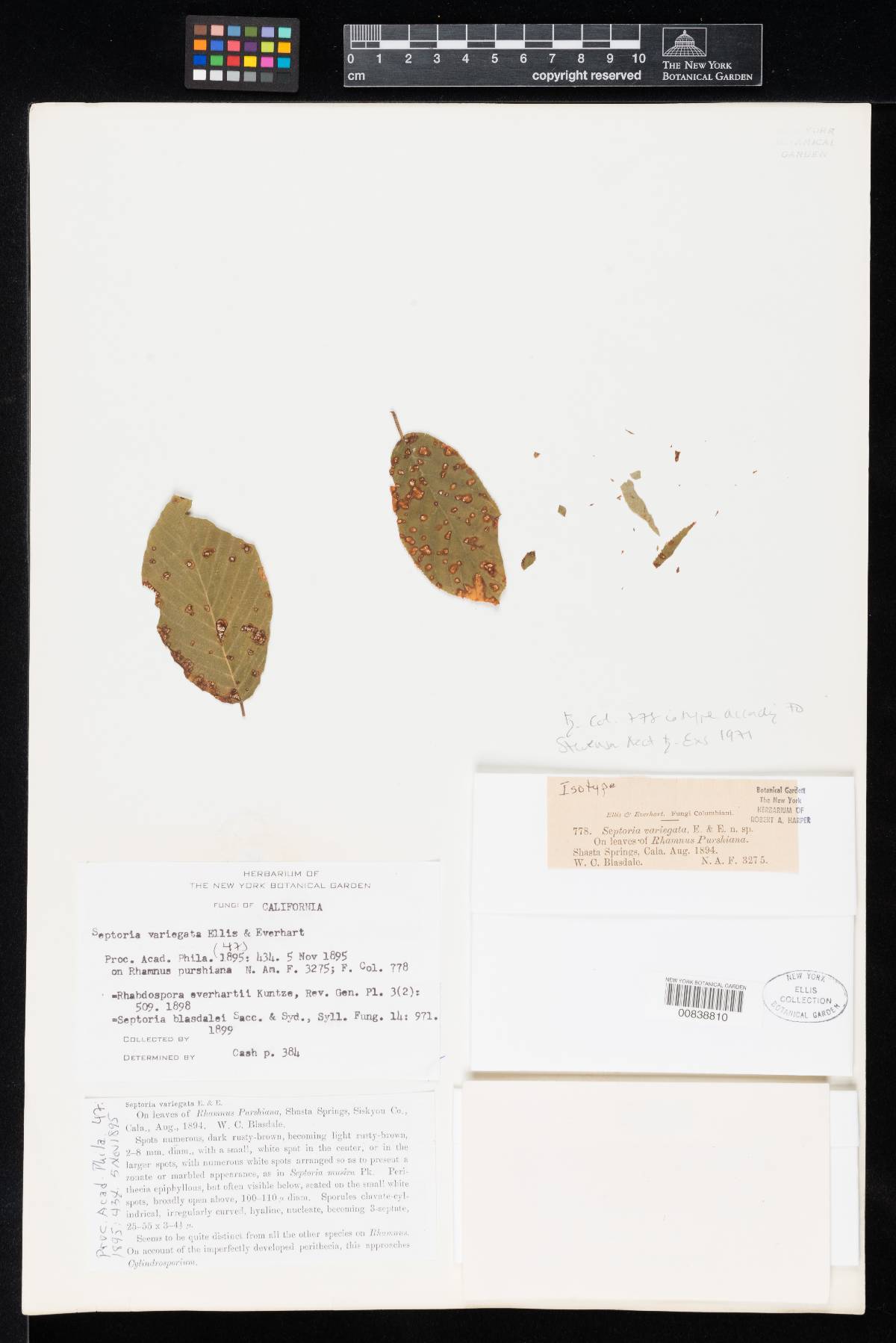 Septoria variegata image