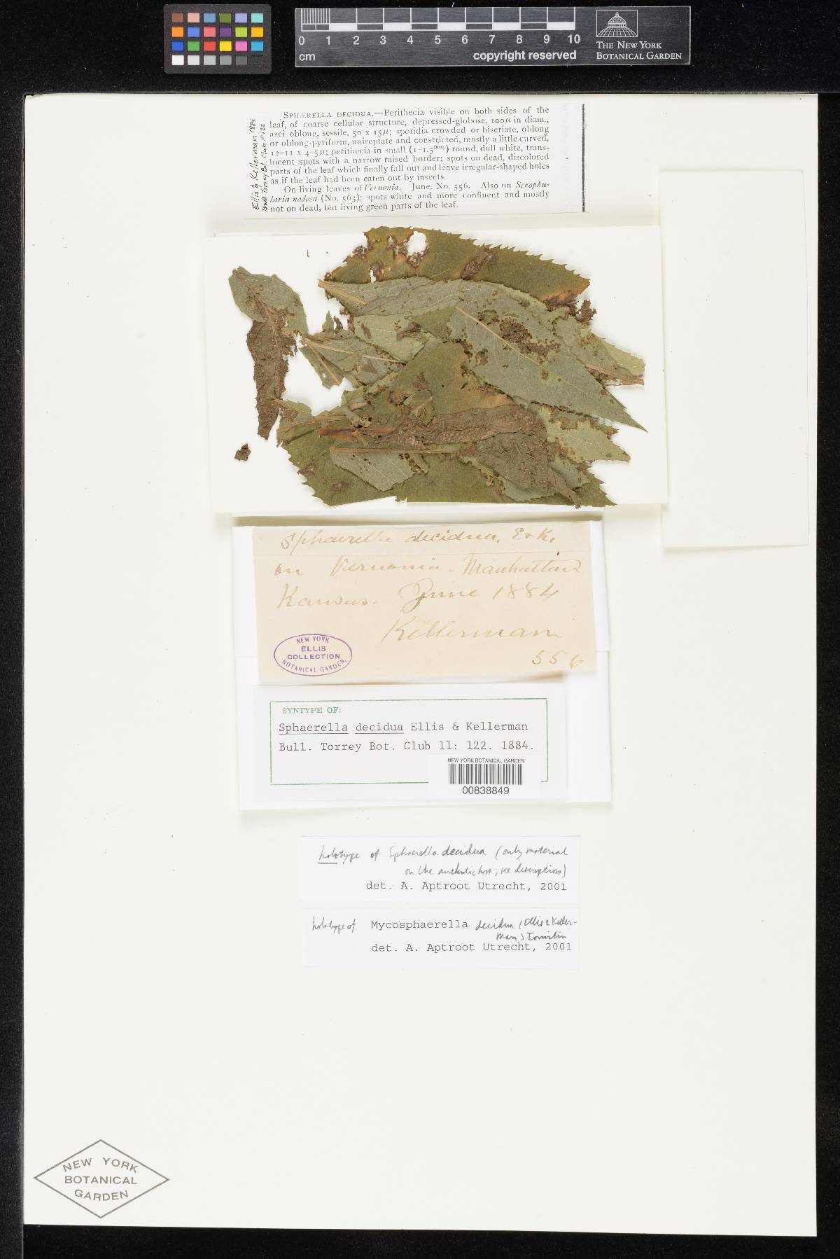 Davidiella decidua image