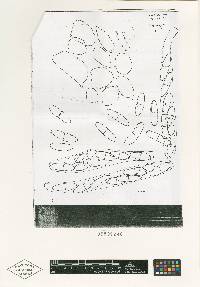 Nectria chaetopsinae-catenulatae image