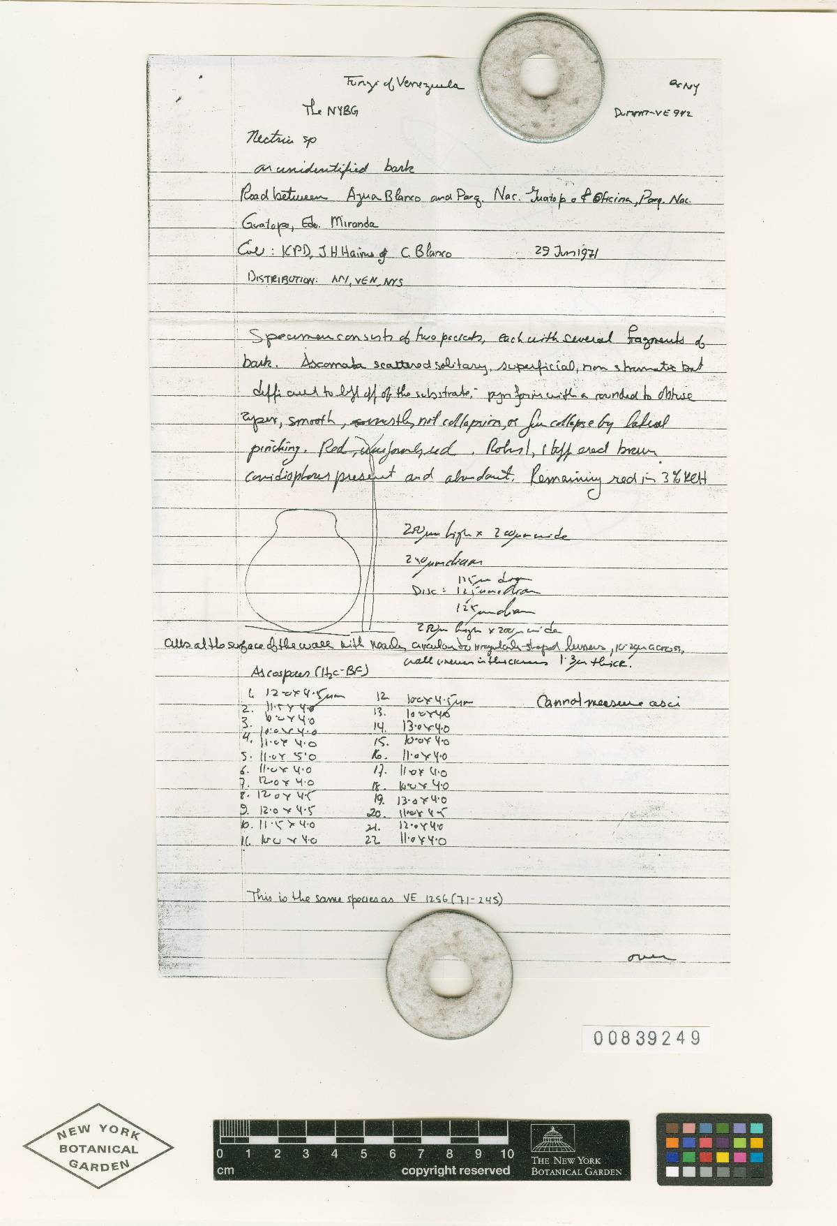 Nectria chaetopsinae-catenulatae image