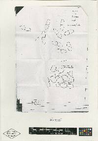 Nectria chaetopsinae-catenulatae image