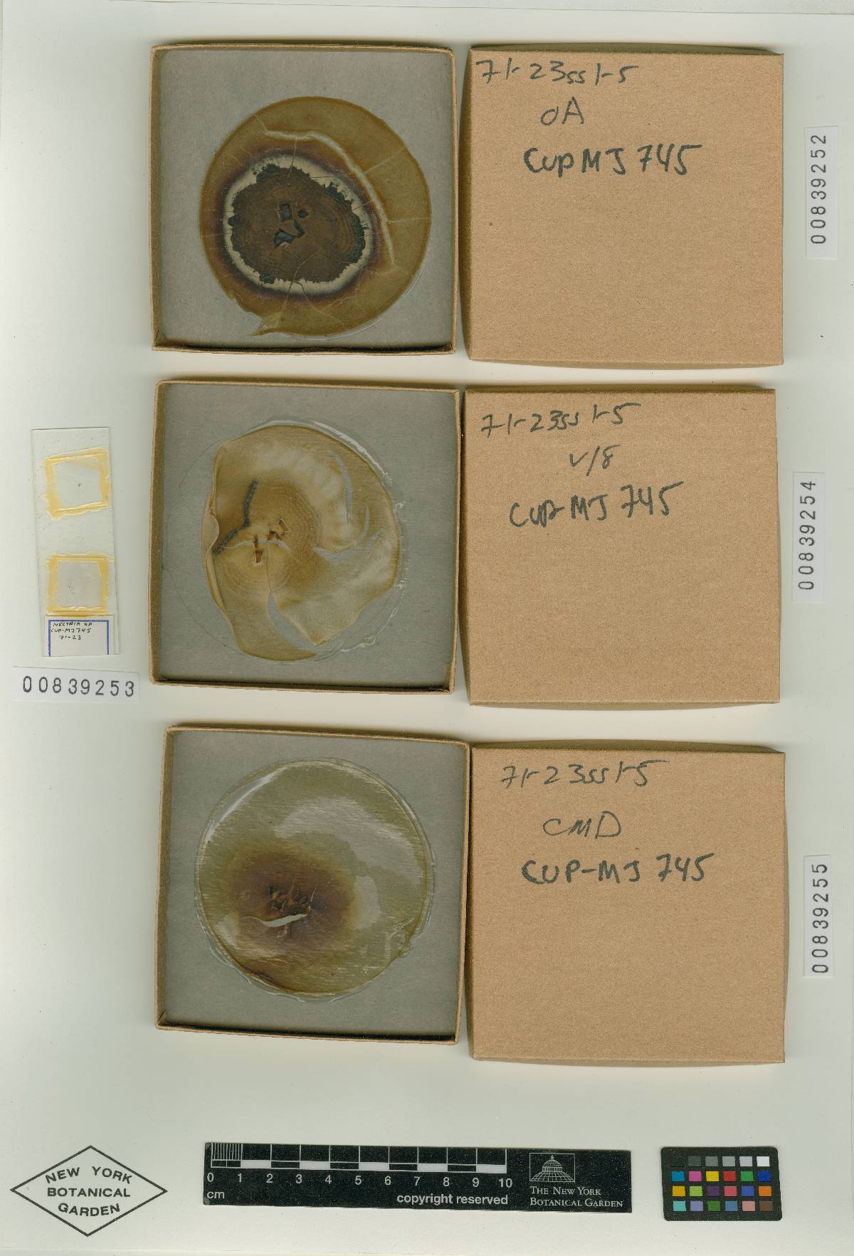 Nectria chaetopsinae-catenulatae image