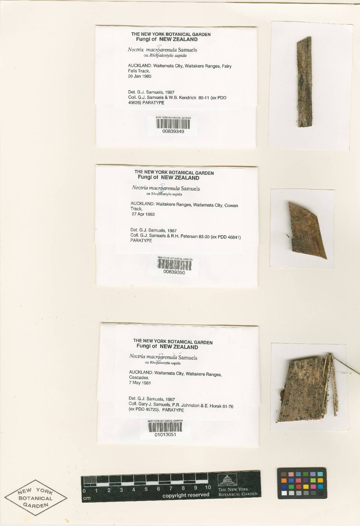 Nectria macrarenula image