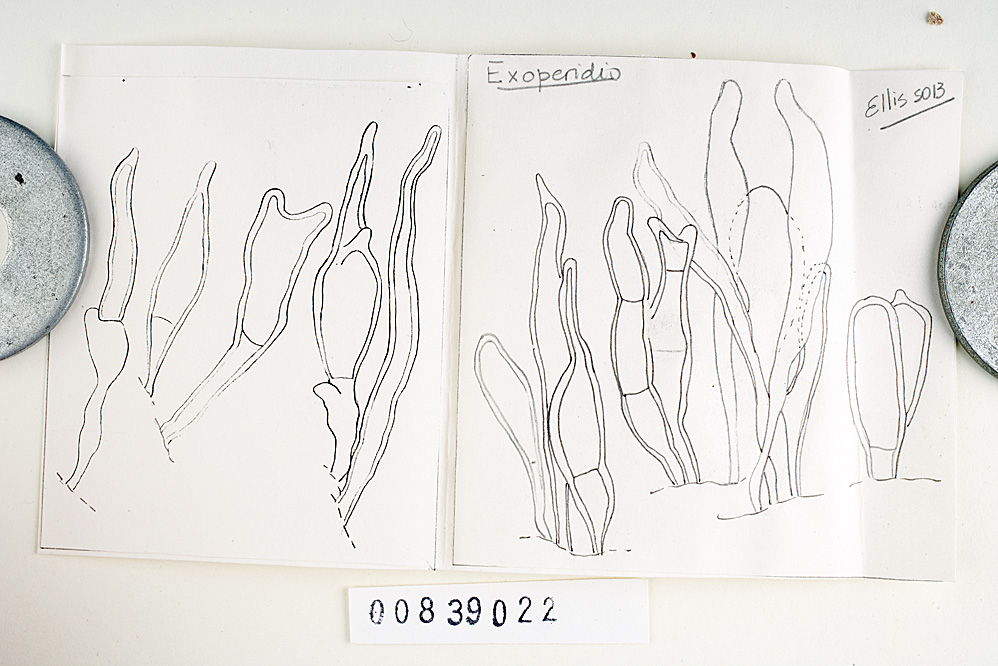 Morganella mexicana image